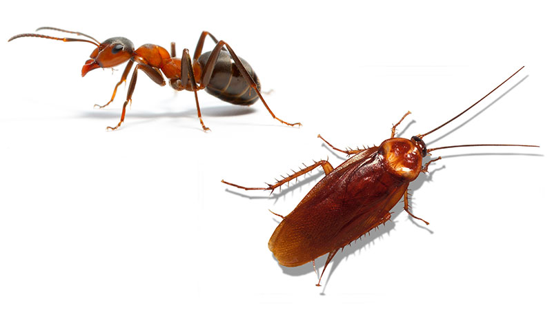 Cockroach and Ant Pest Control Services Near Me